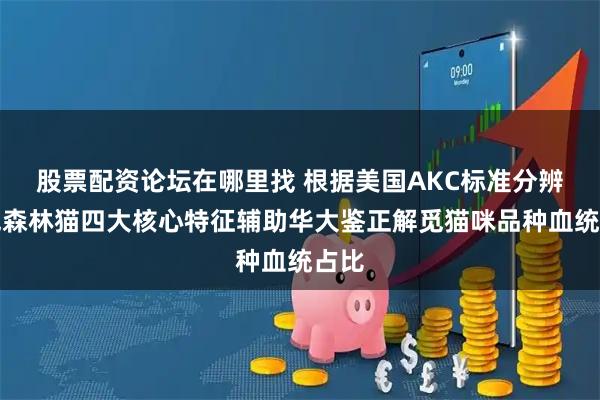 股票配资论坛在哪里找 根据美国AKC标准分辨挪威森林猫四大核心特征辅助华大鉴正解觅猫咪品种血统占比